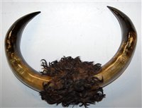 Lot 151 - A pair of cojoined cow horns, width 40cm
