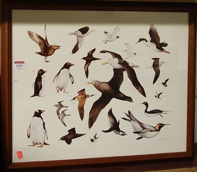 Lot 1069 - Tony Chater - Seabirds, framed print