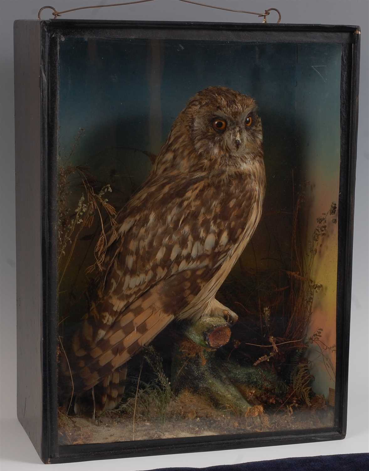 Lot 468 - A Victorian taxidermy short eared owl