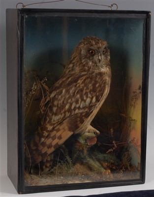 Lot 468 - A Victorian taxidermy short eared owl