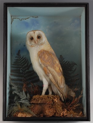 Lot 472 - A Victorian taxidermy Barn owl