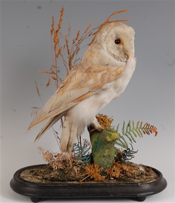 Lot 480 - An early 20th century taxidermy Barn owl