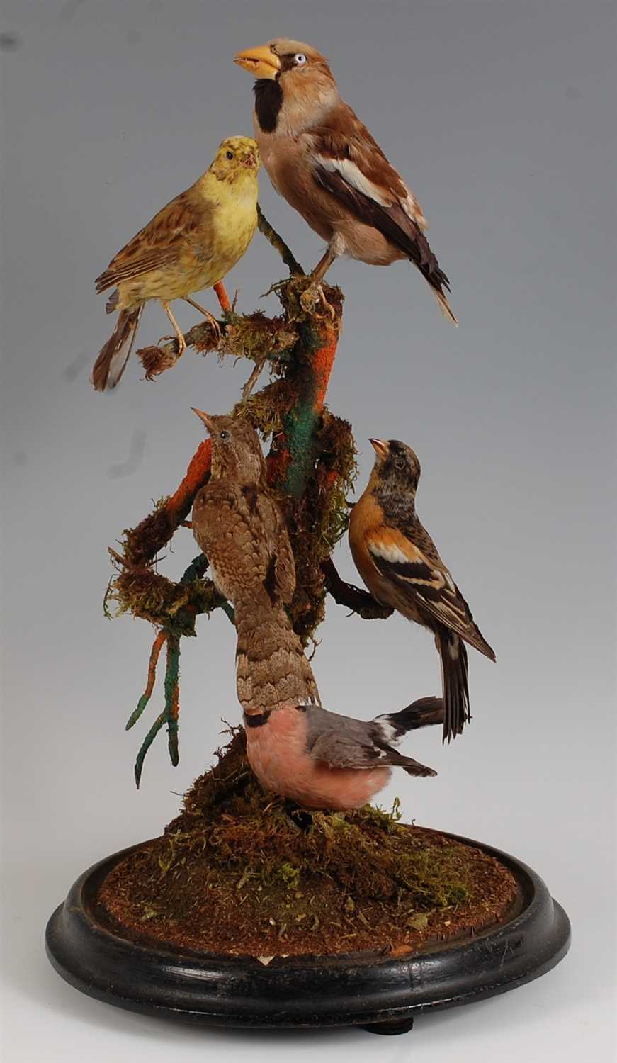 Lot 439 - A Victorian taxidermy group of British birds
