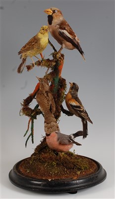 Lot 439 - A Victorian taxidermy group of British birds