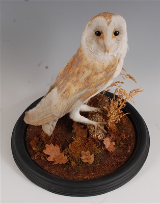 Lot 469 - A Victorian taxidermy Barn owl