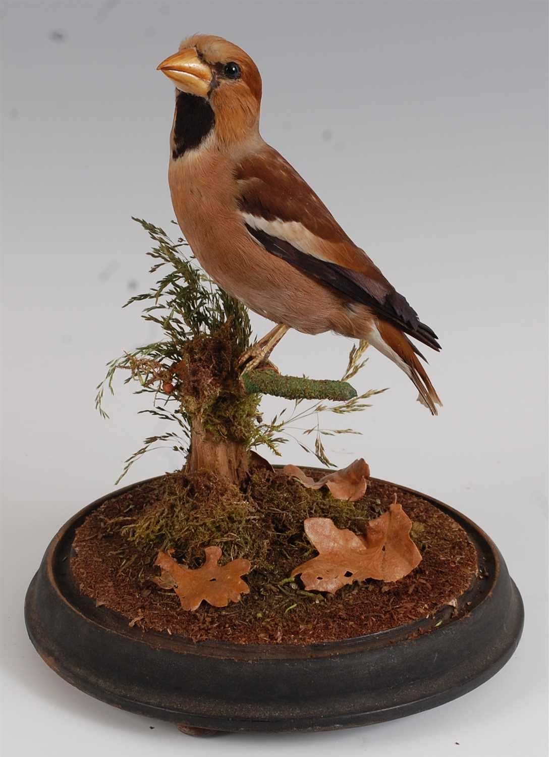 Lot 466 - A taxidermy Hawfinch