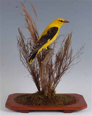 Lot 456 - A 20th century taxidermy Golden oriele