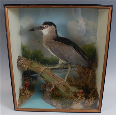 Lot 432 - An early 20th century taxidermy Night heron