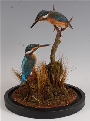 Lot 427 - A brace of 20th century taxidermy Kingfisher