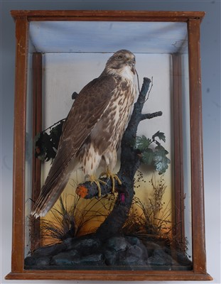Lot 483 - An early 20th century taxidermy Light phase Buzzard