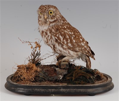 Lot 433 - An early 20th century taxidermy Little owl