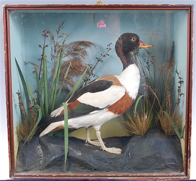 Lot 429 - An early 20th century taxidermy Shell drake