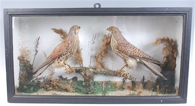 Lot 451 - A brace of early 20th century male and female kestrel