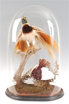 Lot 436 - A Victorian taxidermy Lesser bird of paradise