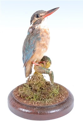 Lot 467 - A taxidermy Kingfisher (Alcedo atthis)