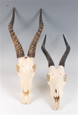 Lot 452 - A brace of African hunting trophies