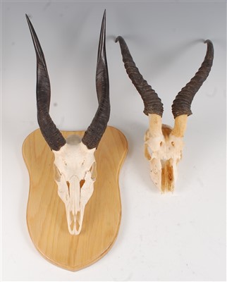 Lot 459 - An African hunting trophy