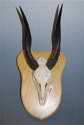 Lot 459 - An African hunting trophy