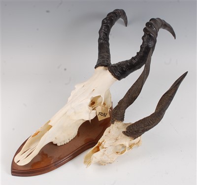 Lot 474 - An African hunting trophy