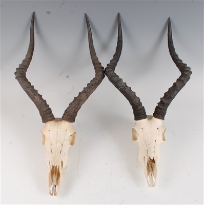 Lot 438 - A brace of African hunting trophies