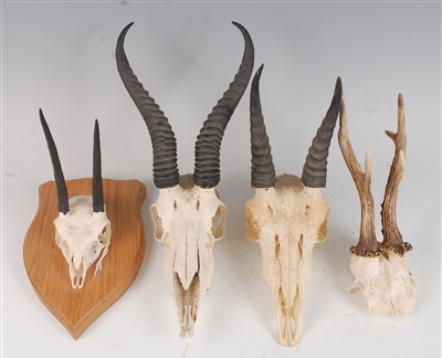Lot 475 - An African hunting trophy