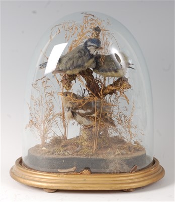 Lot 482 - An early 20th century taxidermy group of three blue tits