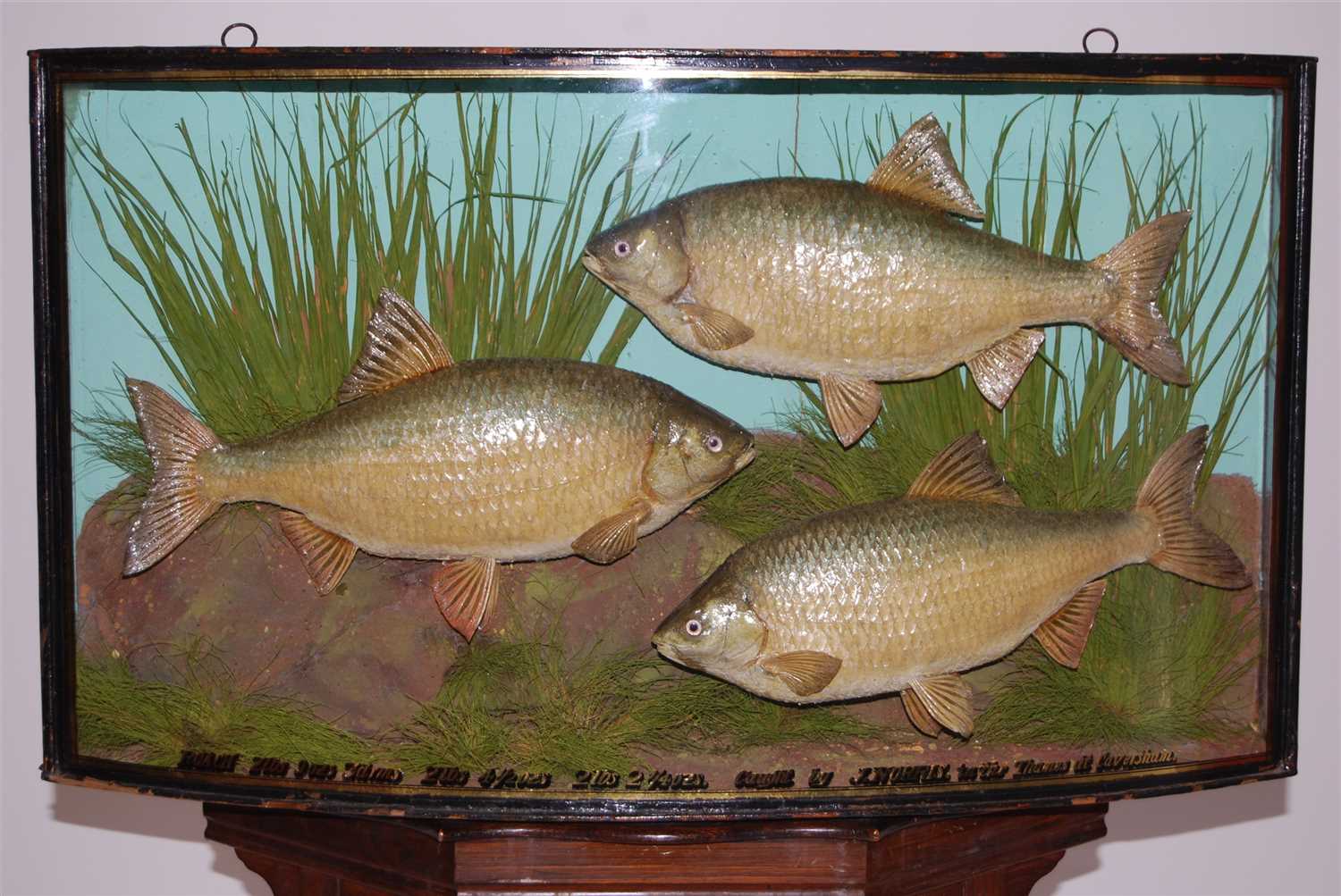 Lot 484 - An early 20th century taxidermy group of good sized Roach