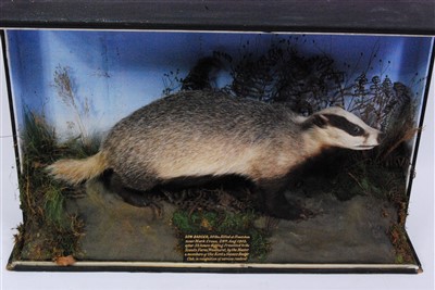 Lot 479 - An early 20th century taxidermy badger
