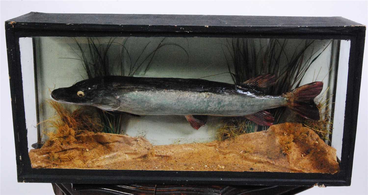 Lot 2 - An early 20th century taxidermy Pike
