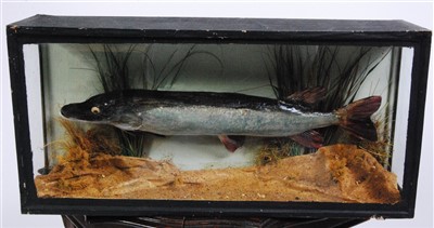 Lot 2 - An early 20th century taxidermy Pike