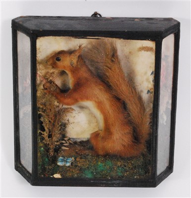 Lot 430 - An early 20th century taxidermy Red squirrel