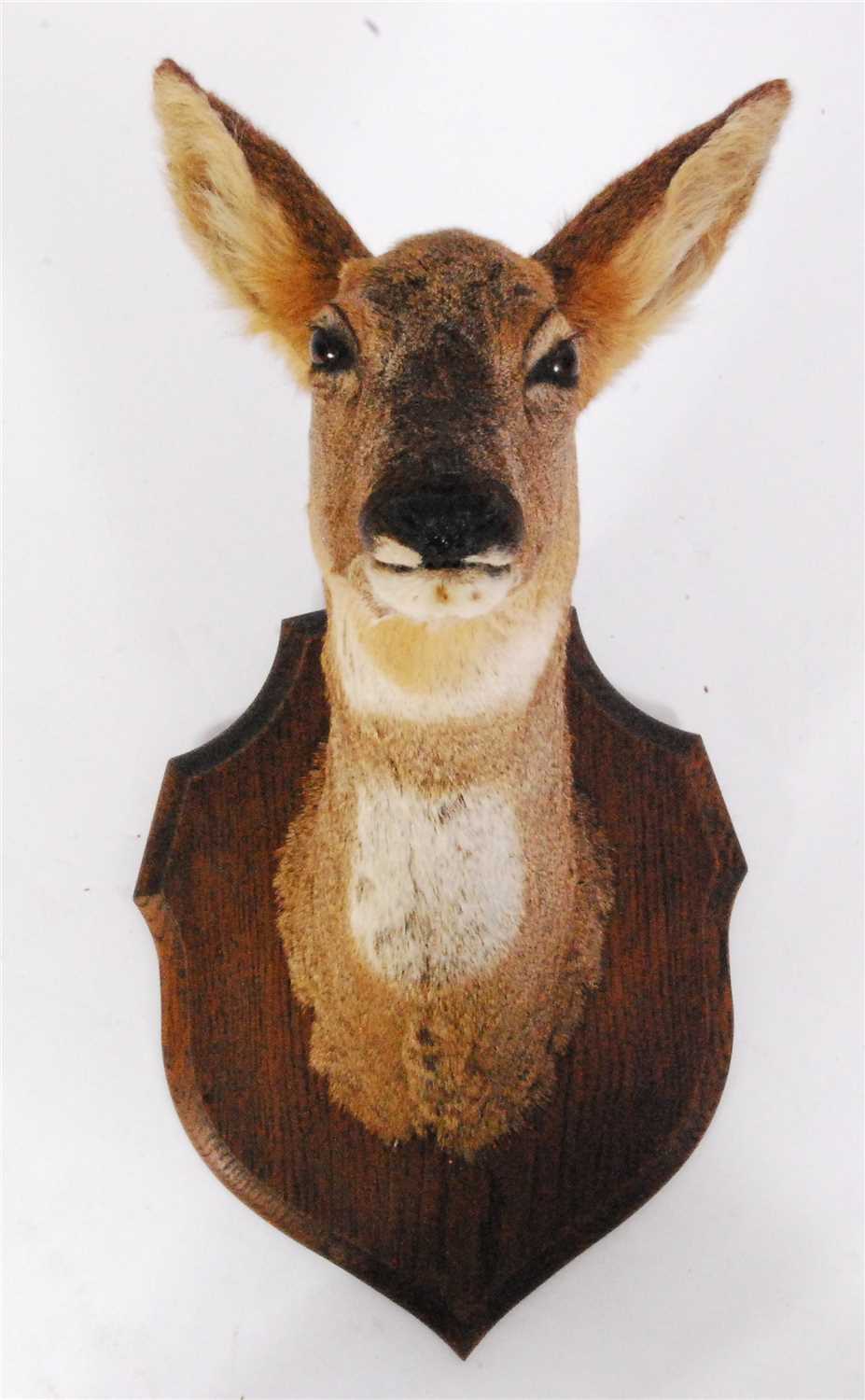 Lot 457 - A taxidermy Roe deer