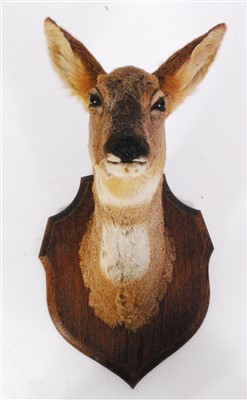 Lot 457 - A taxidermy Roe deer