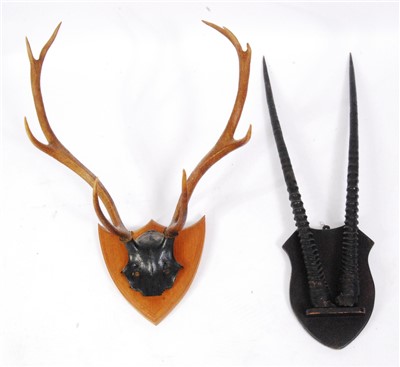 Lot 464 - A pair of Ibex horns