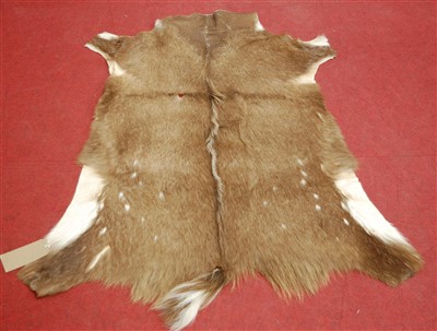 Lot 455 - An African Bushbukc Antelope (Tragelaphus scriptus) full back trophy skin, 120 x 102cm