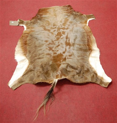 Lot 454 - A full back trophy skin, probably an antelope, 121 x 102cm