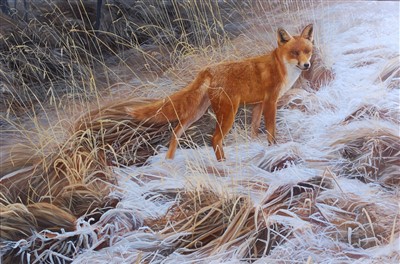 Lot 364 - David Miller (b.1966) - Winter fox, oil on...