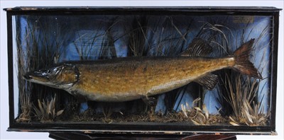 Lot 570 - A late Victorian taxidermy pike (Esox lucius)