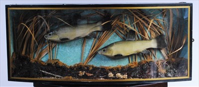 Lot 571 - A brace of 20th century Tench (Tinca tinca)