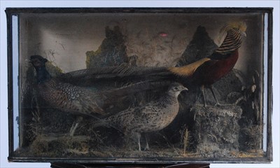 Lot 572 - An early 20th century taxidermy group of three birds to include