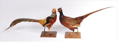 Lot 577 - A taxidermy Golden pheasant