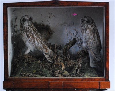 Lot 580 - An early 20th century taxidermy group to include