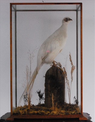 Lot 581 - A taxidermy White pheasant