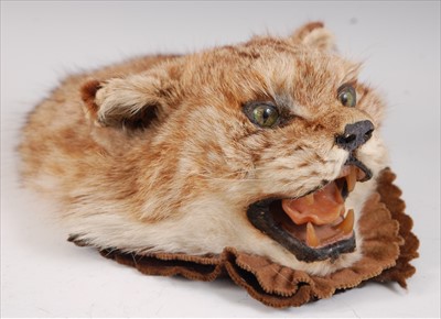 Lot 585 - A taxidermy Lynx (Agiare lyncas)