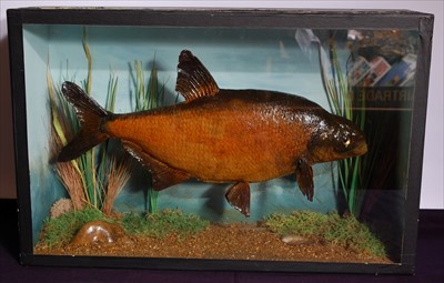 Lot 596 - A taxidermy Common Bream