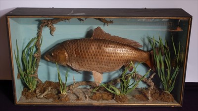 Lot 597 - A large taxidermy Common Carp