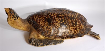 Lot 598 - A life size resin model of a Sea Turtle