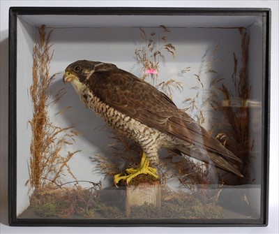 Lot 599 - A Victorian taxidermy Peregrine Falcon (Falco peregrinus)