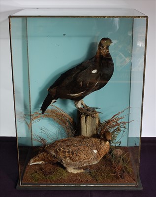 Lot 600 - A 20th century taxidermy Black Grouse