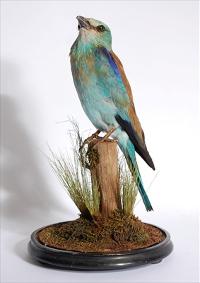 Lot 602 - An early 20th century taxidermy Indian Roller